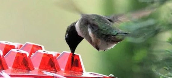 Karmnik dla kolibrów odporny na mrówki, do użytku na zewnątrz
