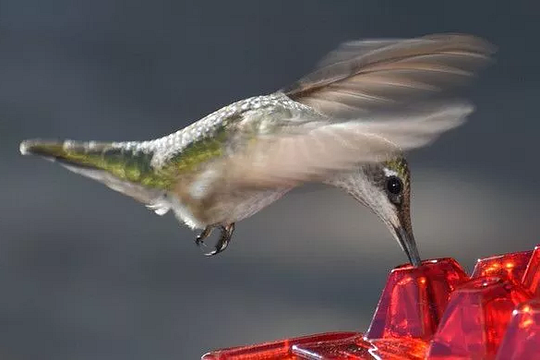 Karmnik dla kolibrów odporny na mrówki, do użytku na zewnątrz