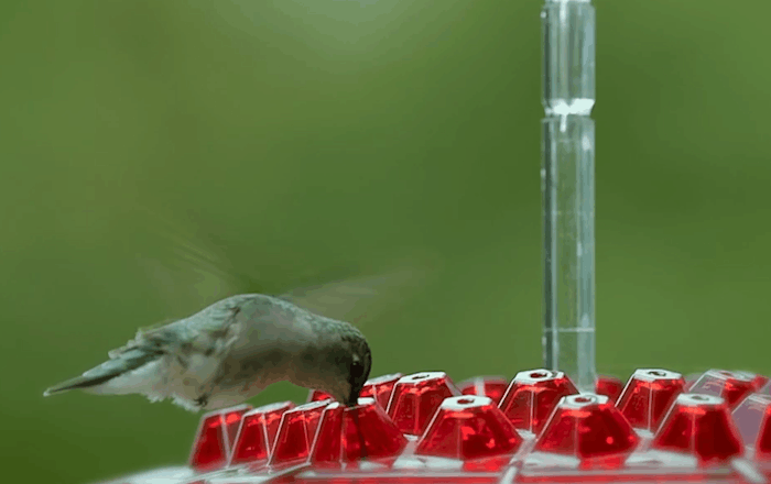 Karmnik dla kolibrów odporny na mrówki, do użytku na zewnątrz