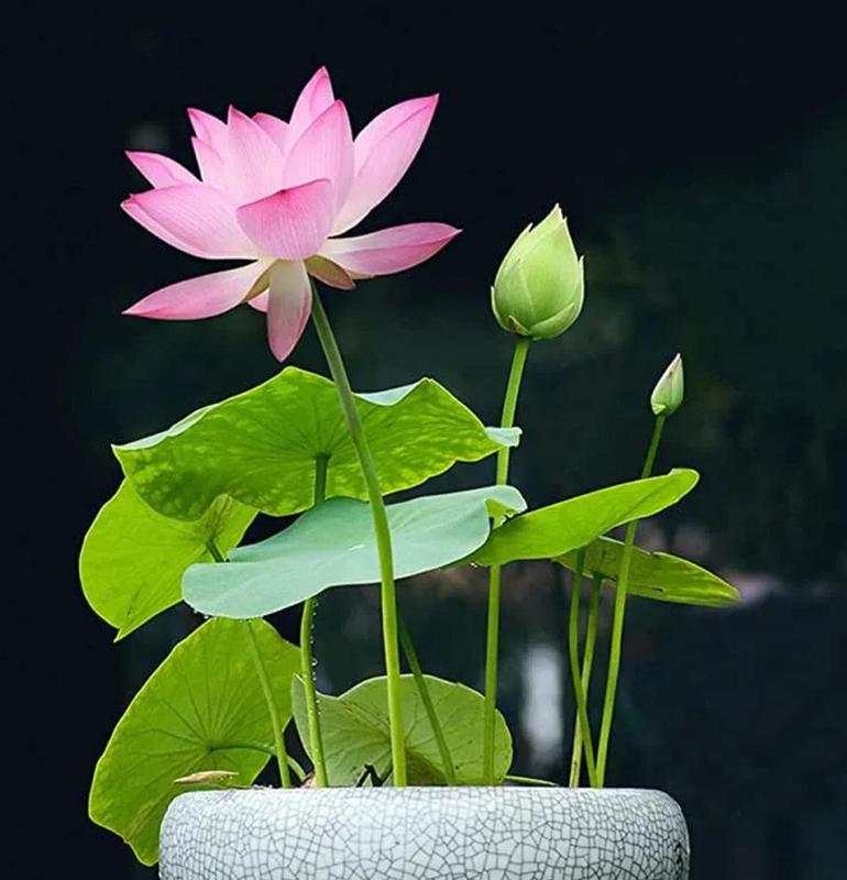 Kolorowe Nasiona Lotosu Bonsai do Ogrodów Wodnych