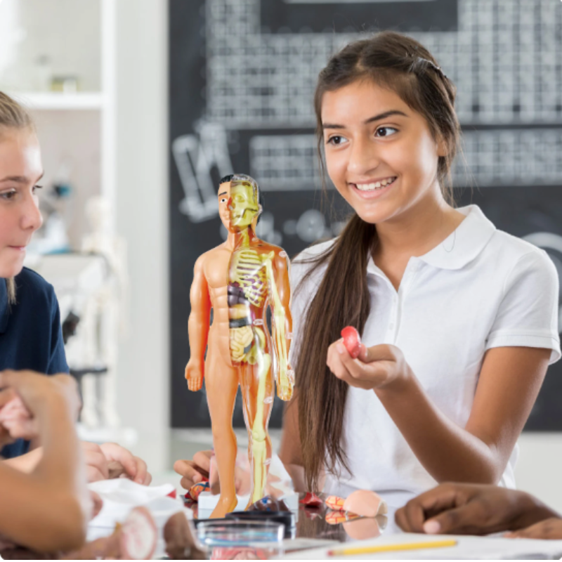 Zestaw edukacyjny model anatomii człowieka dla dzieci do nauki STEM
