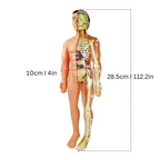 Zestaw edukacyjny model anatomii człowieka dla dzieci do nauki STEM